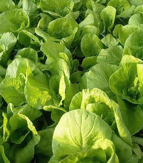 佛山菜藍(lán)子蔬菜配送 佛山菜藍(lán)子蔬菜配送